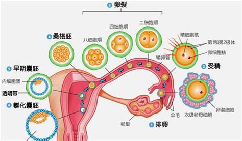 验孕棒