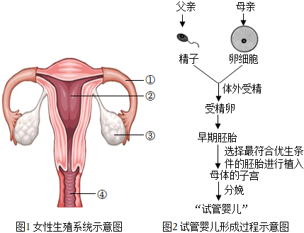 预约孕检