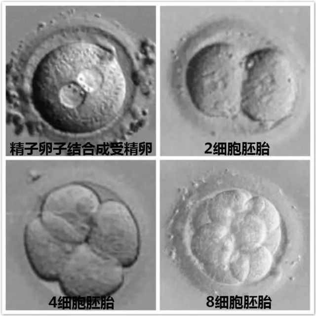 预测受孕窗口