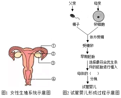验孕棒