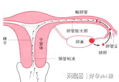 预产期在线计算公式小娃子