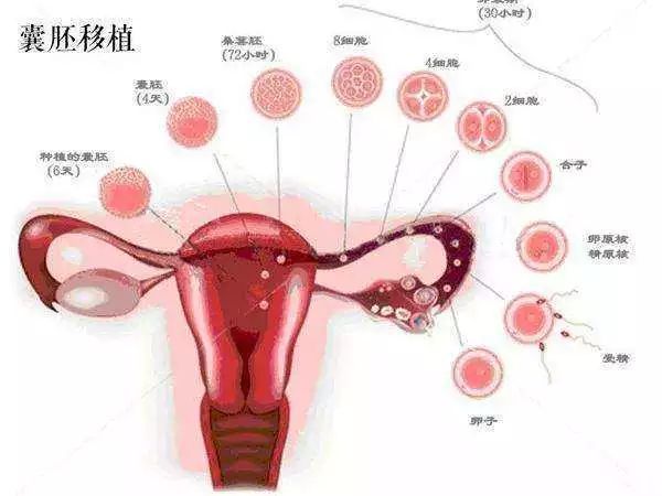 验孕棒