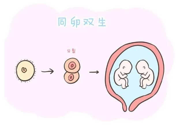 预产期计算器查询